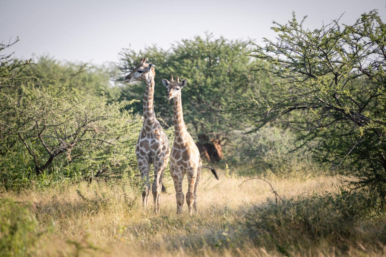 Frans Indongo Lodge Otjiwarongo Buitenkant foto