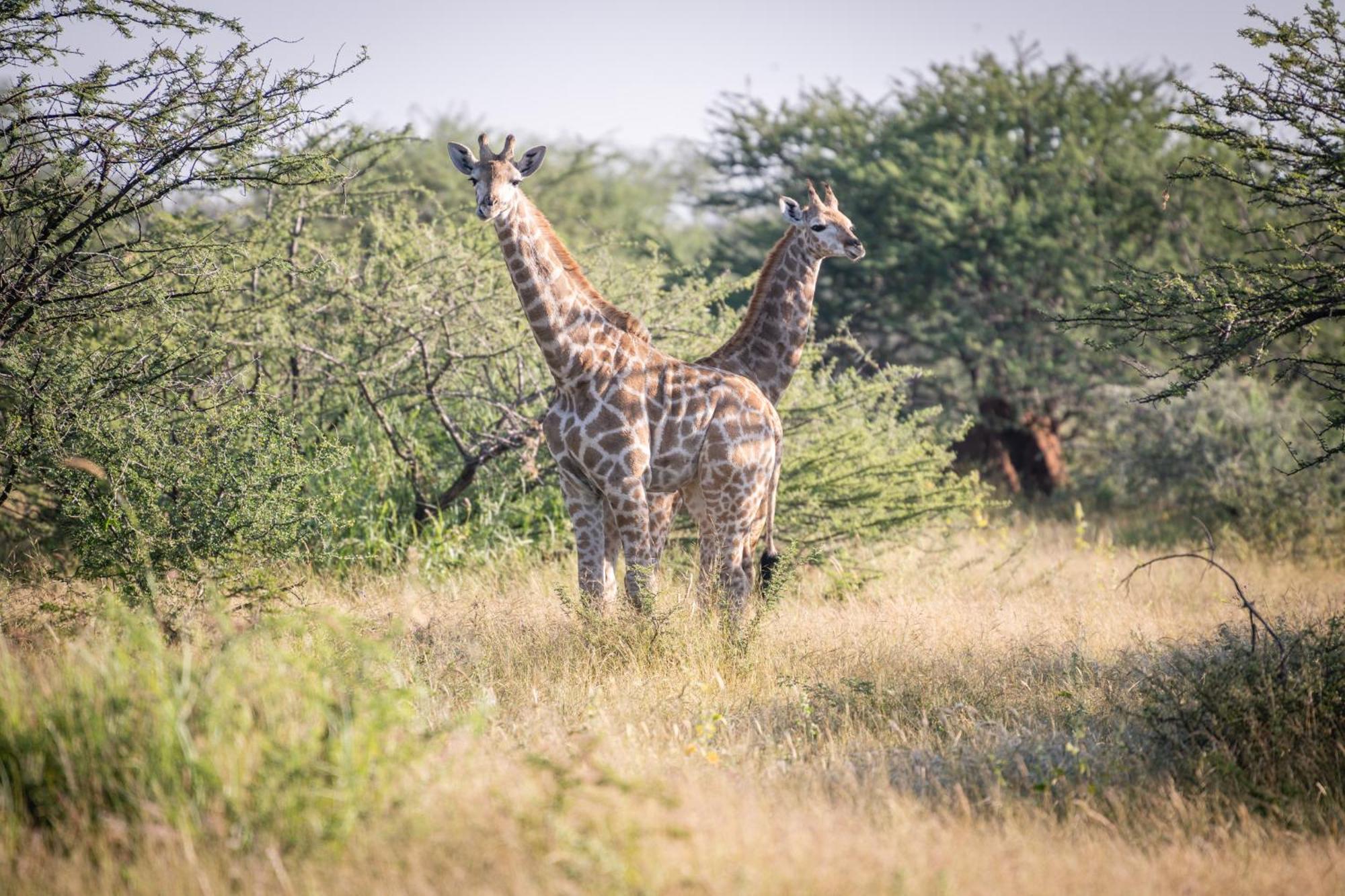 Frans Indongo Lodge Otjiwarongo Buitenkant foto