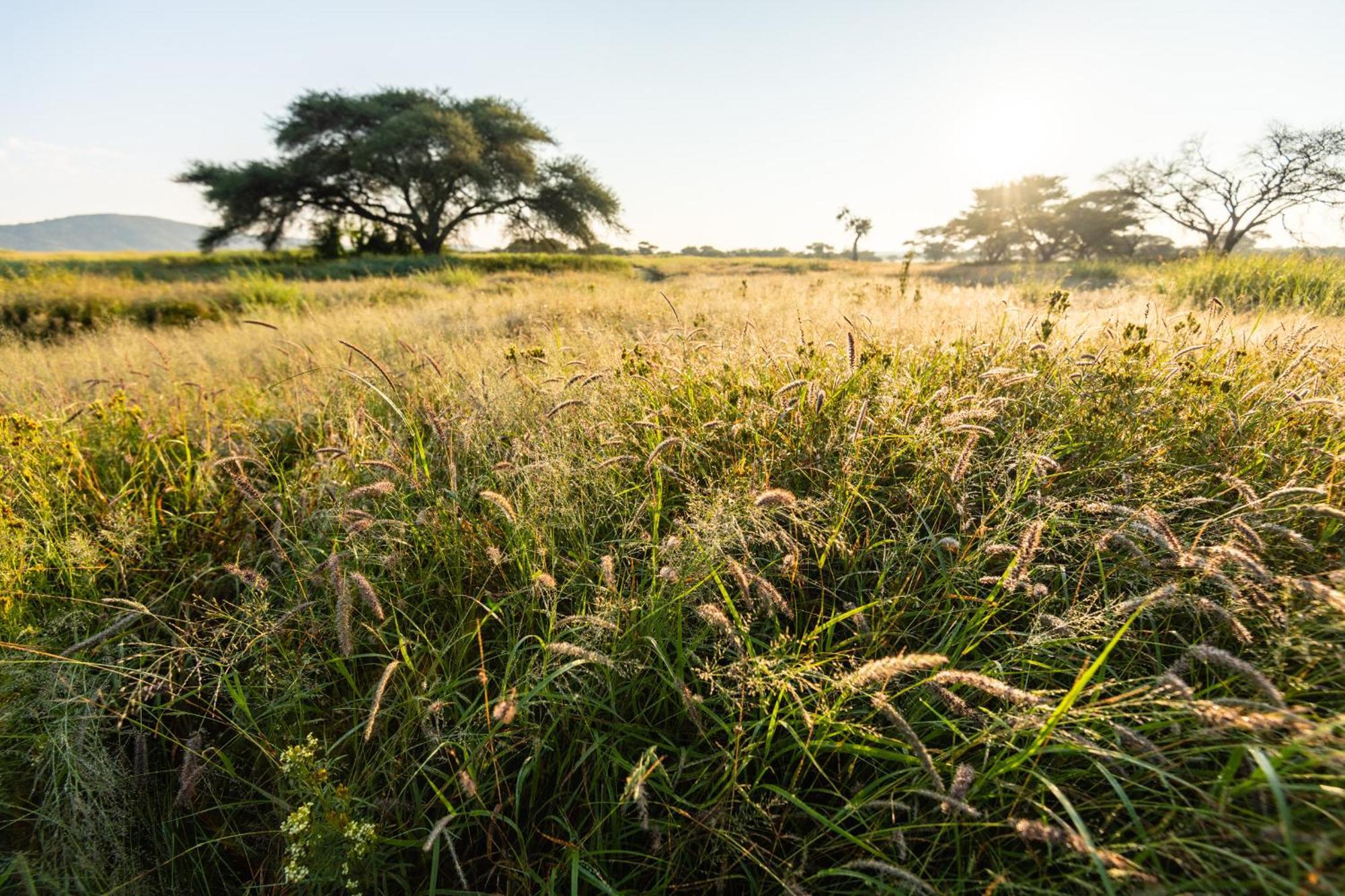 Frans Indongo Lodge Otjiwarongo Buitenkant foto