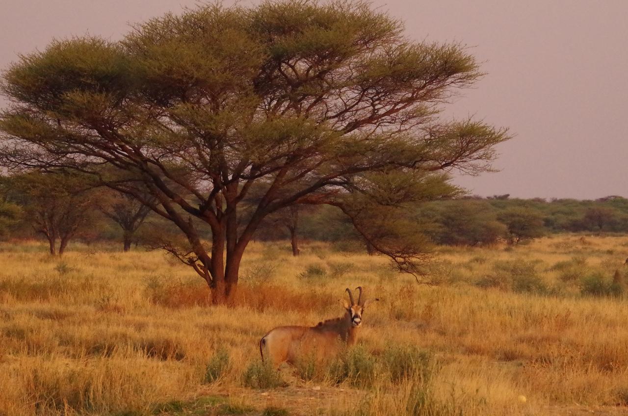 Frans Indongo Lodge Otjiwarongo Buitenkant foto