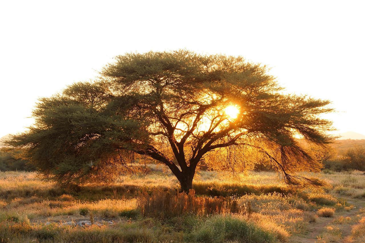 Frans Indongo Lodge Otjiwarongo Buitenkant foto