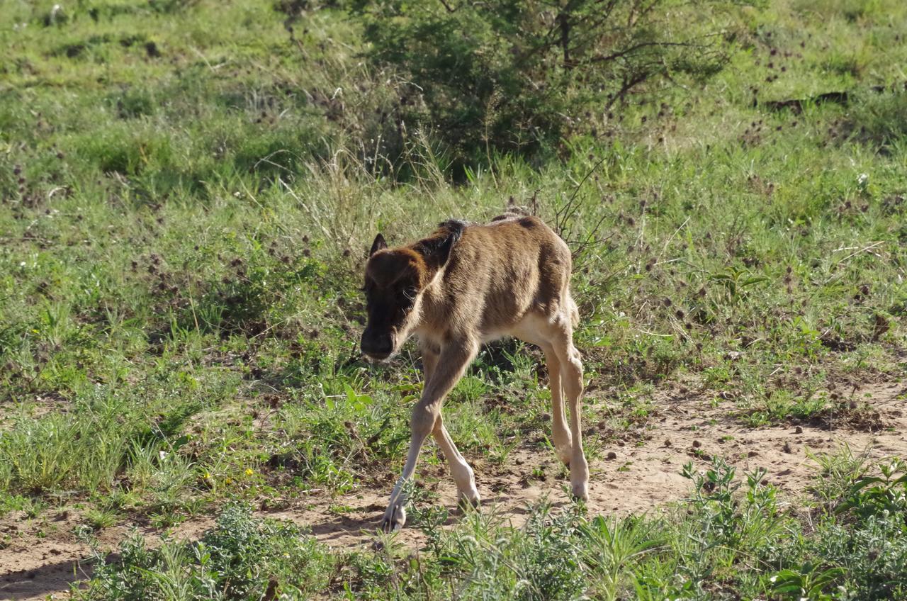 Frans Indongo Lodge Otjiwarongo Buitenkant foto