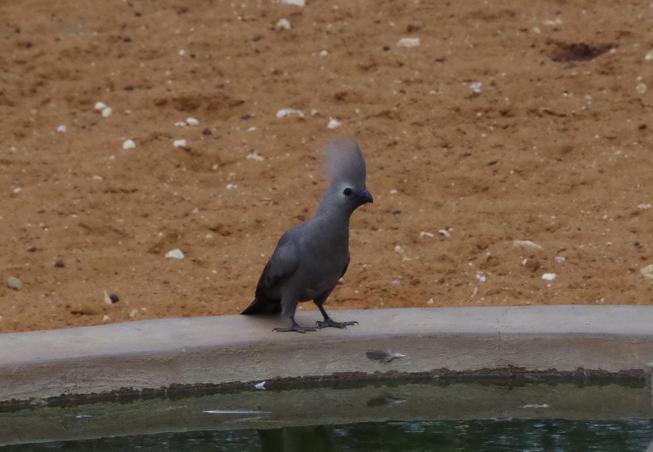 Frans Indongo Lodge Otjiwarongo Buitenkant foto