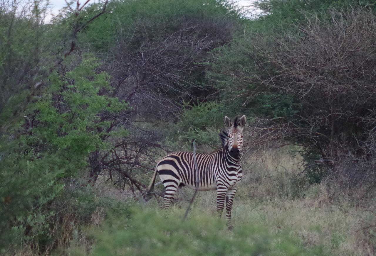 Frans Indongo Lodge Otjiwarongo Buitenkant foto