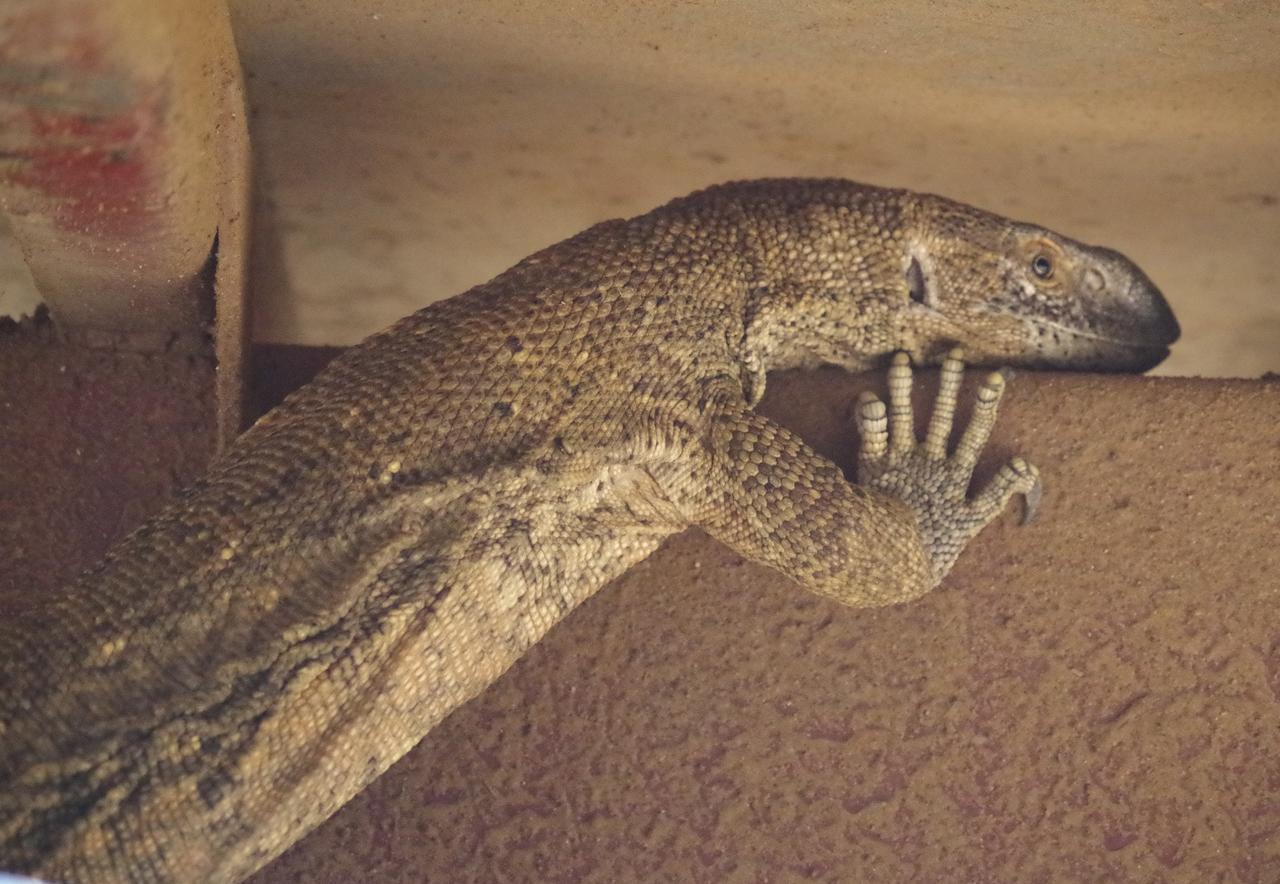 Frans Indongo Lodge Otjiwarongo Buitenkant foto