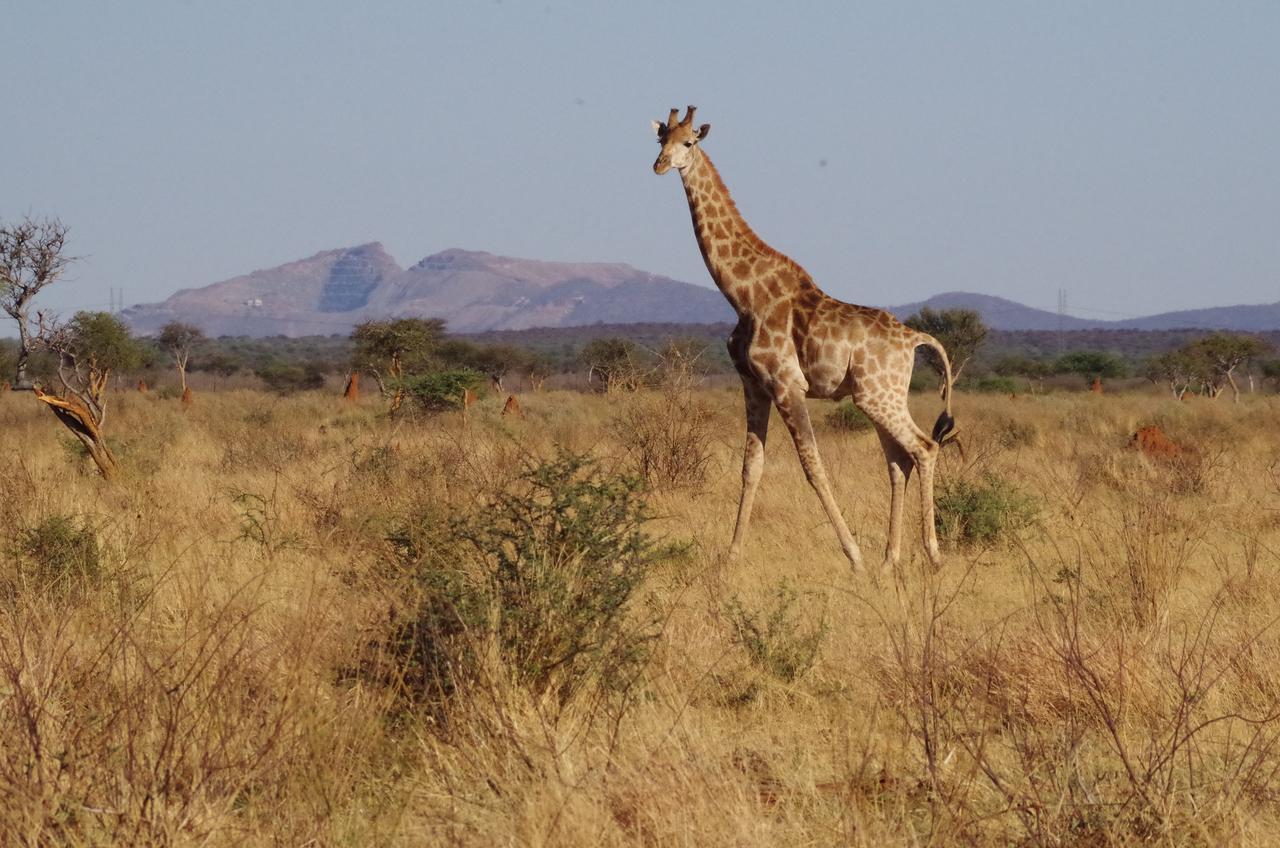 Frans Indongo Lodge Otjiwarongo Buitenkant foto