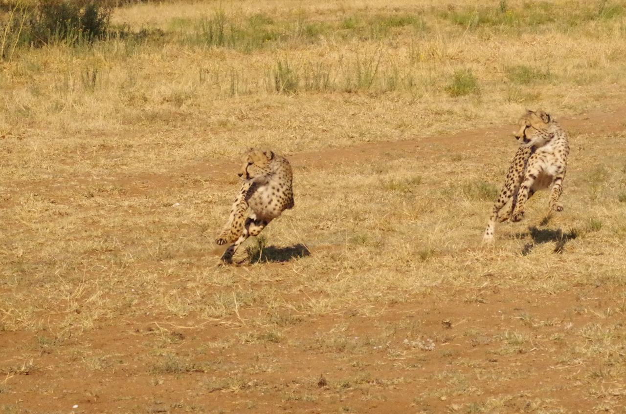 Frans Indongo Lodge Otjiwarongo Buitenkant foto