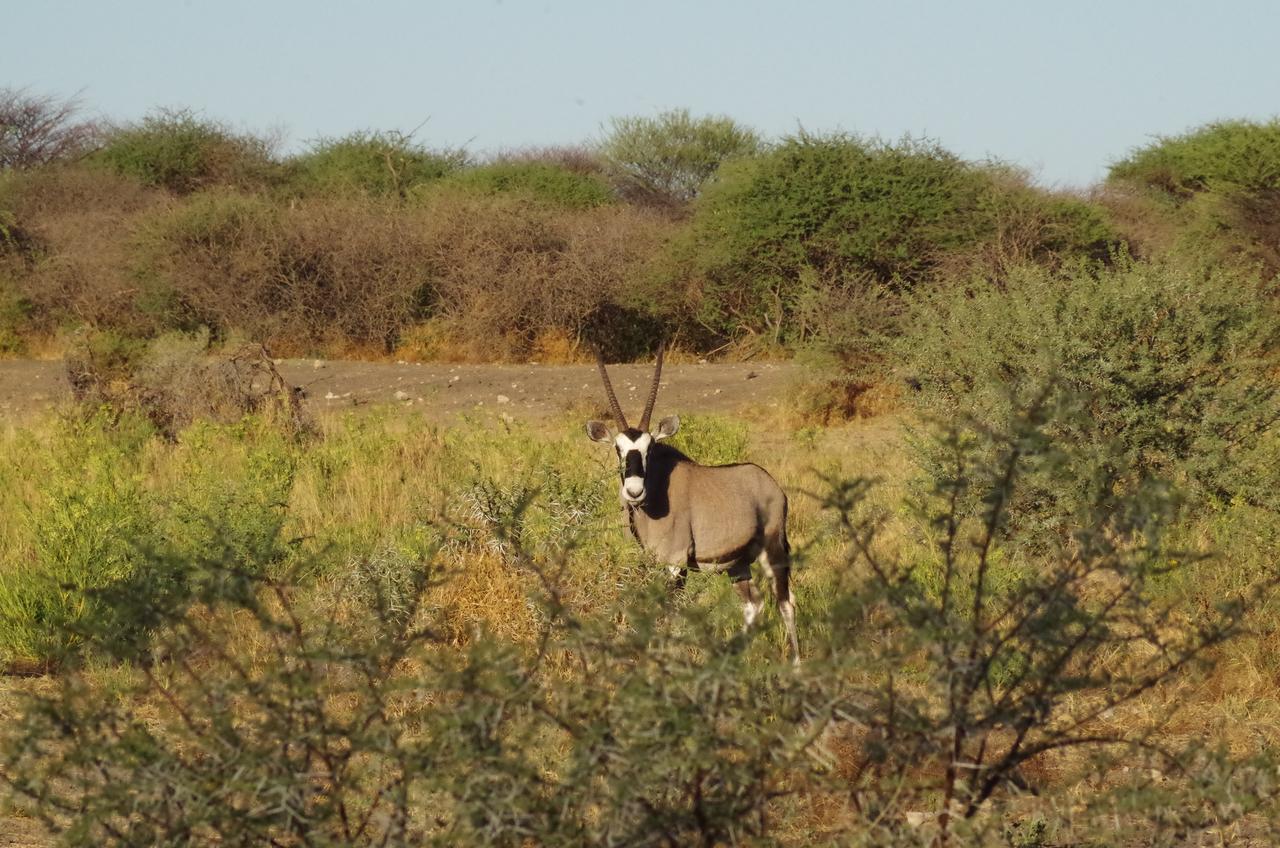 Frans Indongo Lodge Otjiwarongo Buitenkant foto