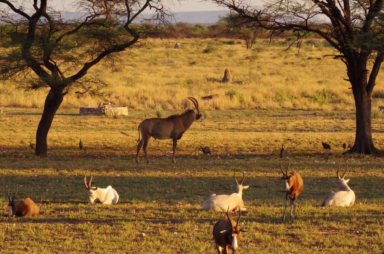 Frans Indongo Lodge Otjiwarongo Buitenkant foto